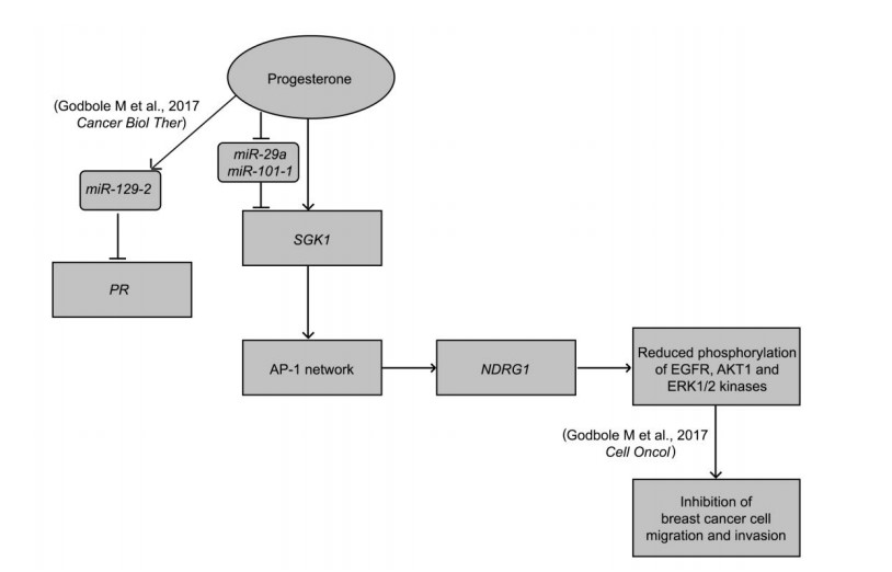 A model depicting the action of progesterone in breast cancer. 