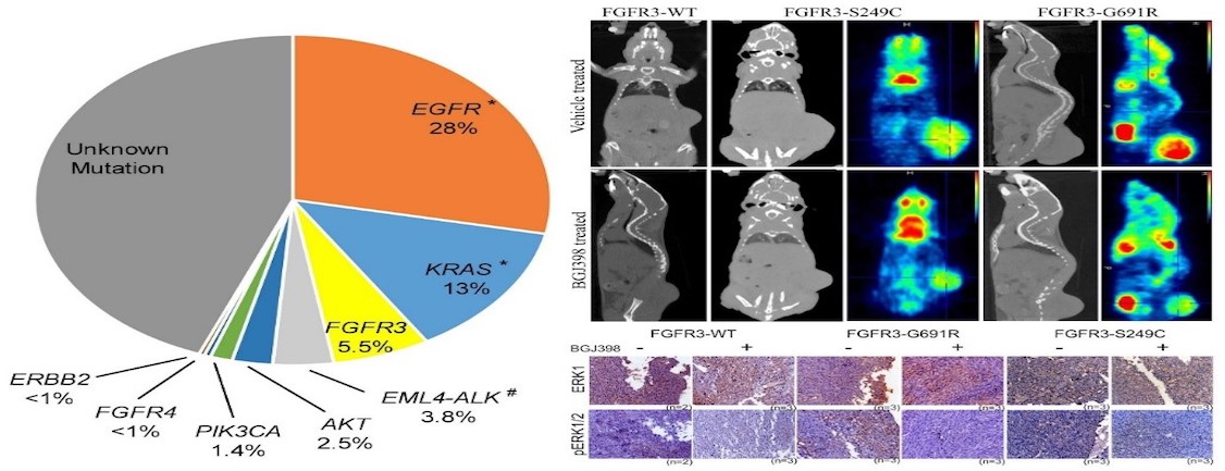 Drug-sensitive FGFR3 mutations in lung adenocarcinoma