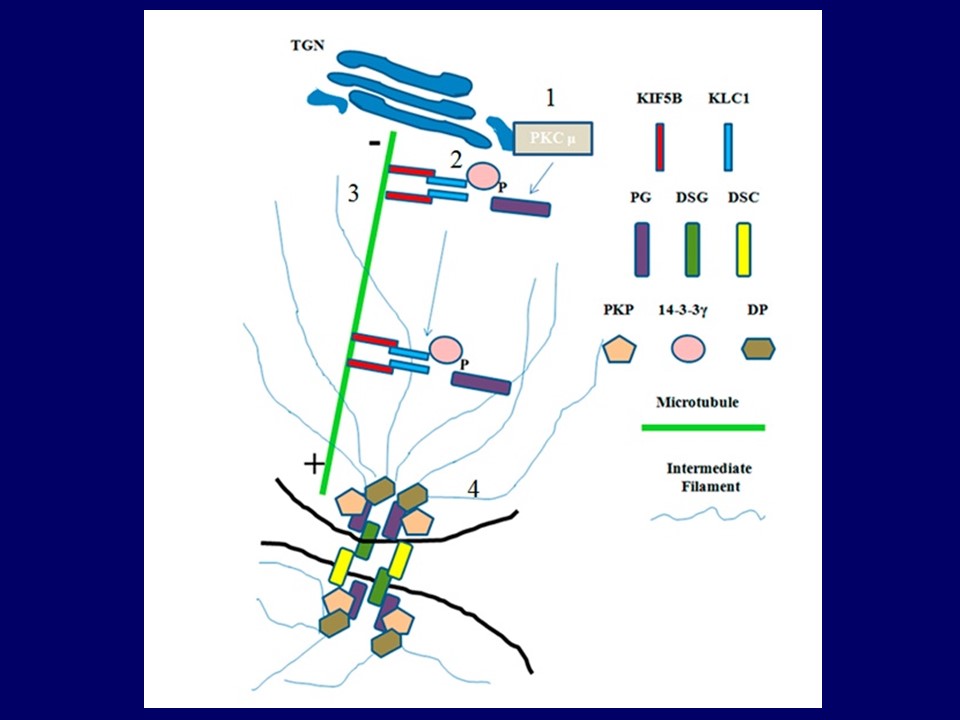 Tissue organization and regulation by 14-3-3