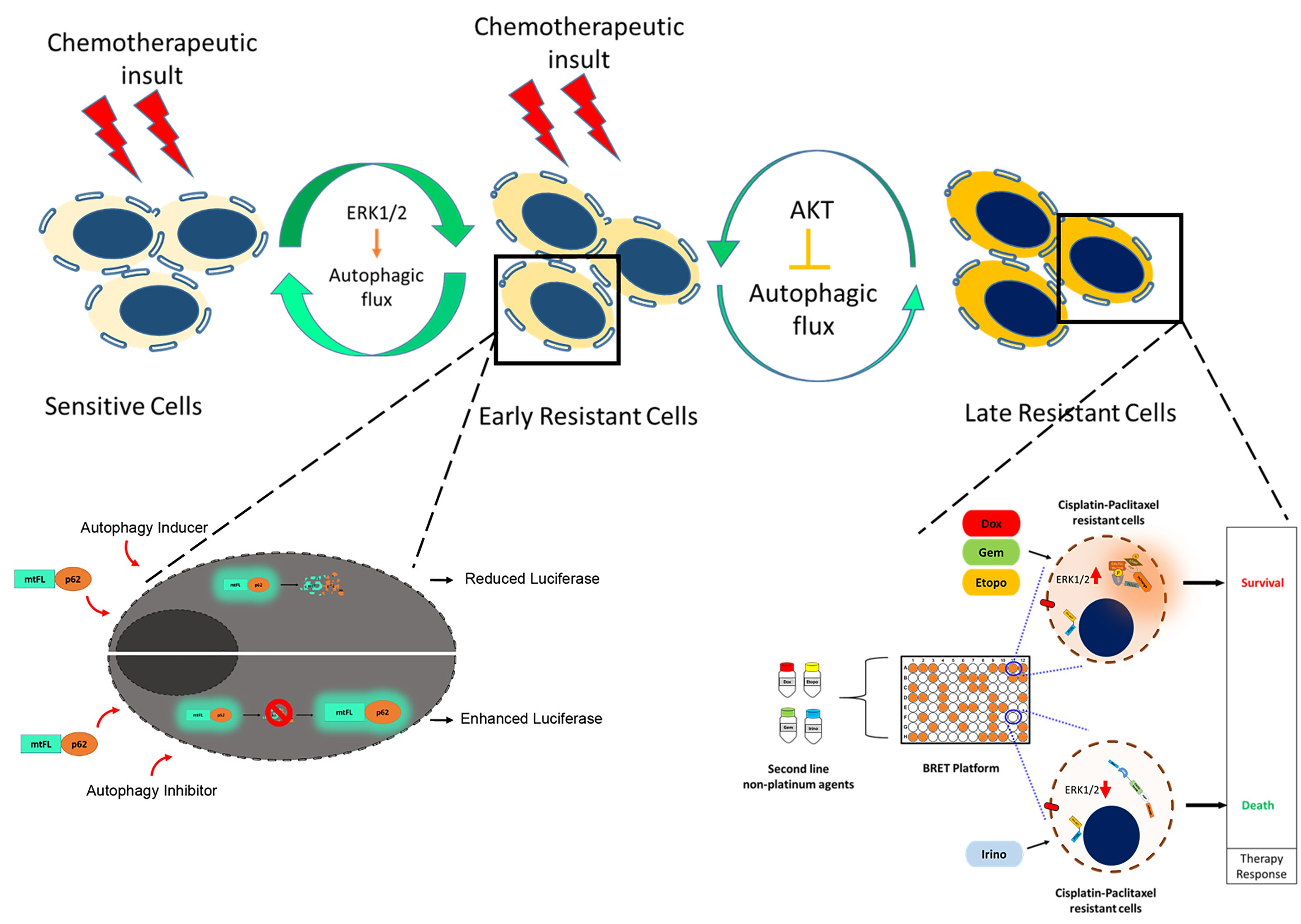 Understanding the modulation in MAPK/ERK and PI3K/AKT signalling during acquirement of drug resistance