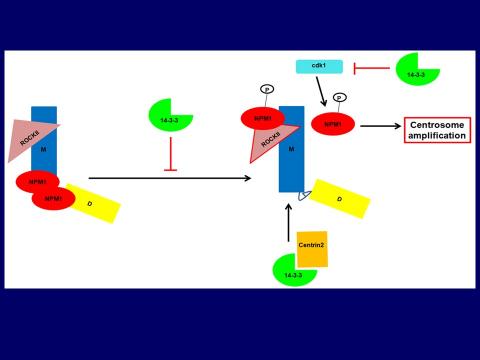 Cell cycle and 14-3-3