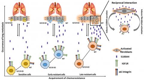 Role of IGF-1R in ovarian cancer metastasis