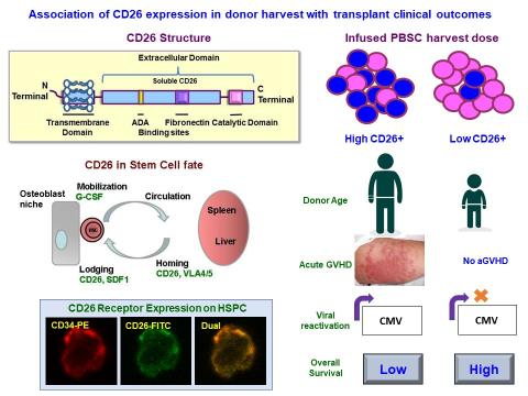 CD26